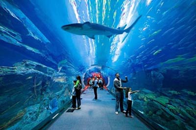Dubai Aquarium Tickets