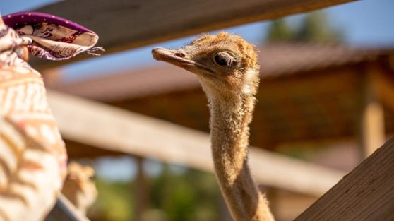 dubai-safari-park-for-kids