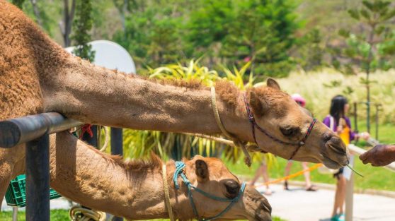 dubai-safari-park-for-kids-under-3