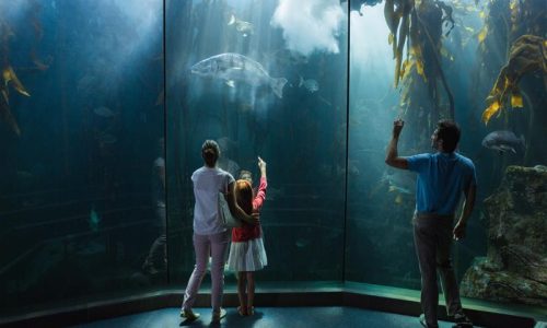 family-looking-fish-tank