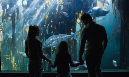 happy-family-looking-fish-tank